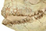 Fossil Oreodont (Merycoidodon) Skull - South Dakota #192528-1